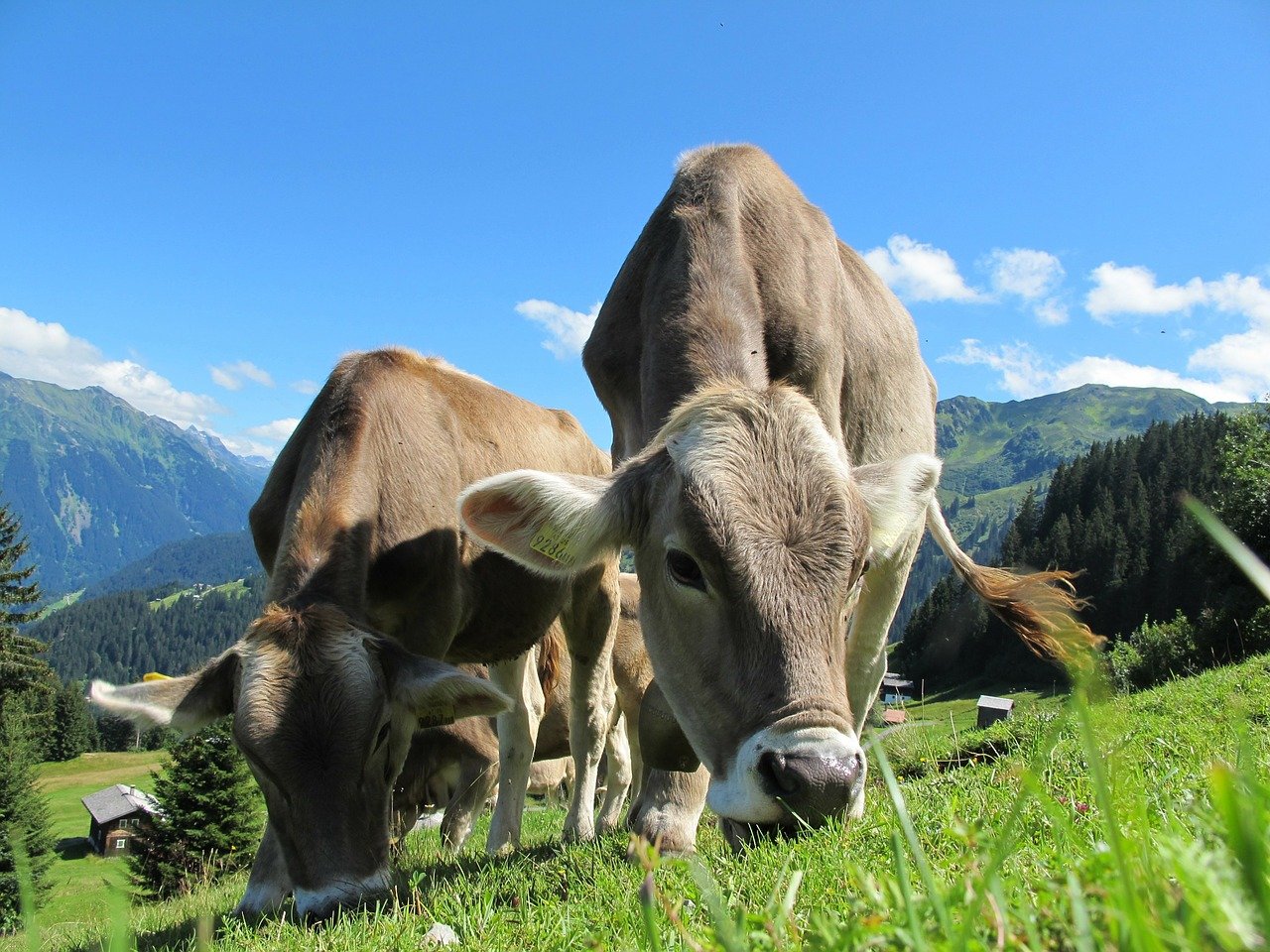 DDGS z kukurydzy – niedrogie źródło białka dla krów mlecznych i alternatywa dla soi